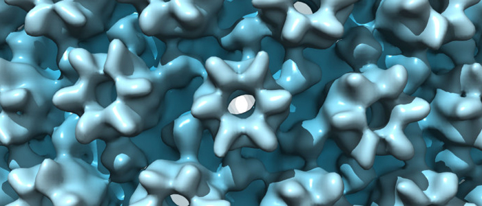 HCMV capsid