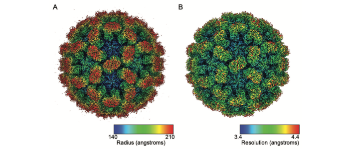 Cryo EM reconstruction of vesivirus 2117 VLPs