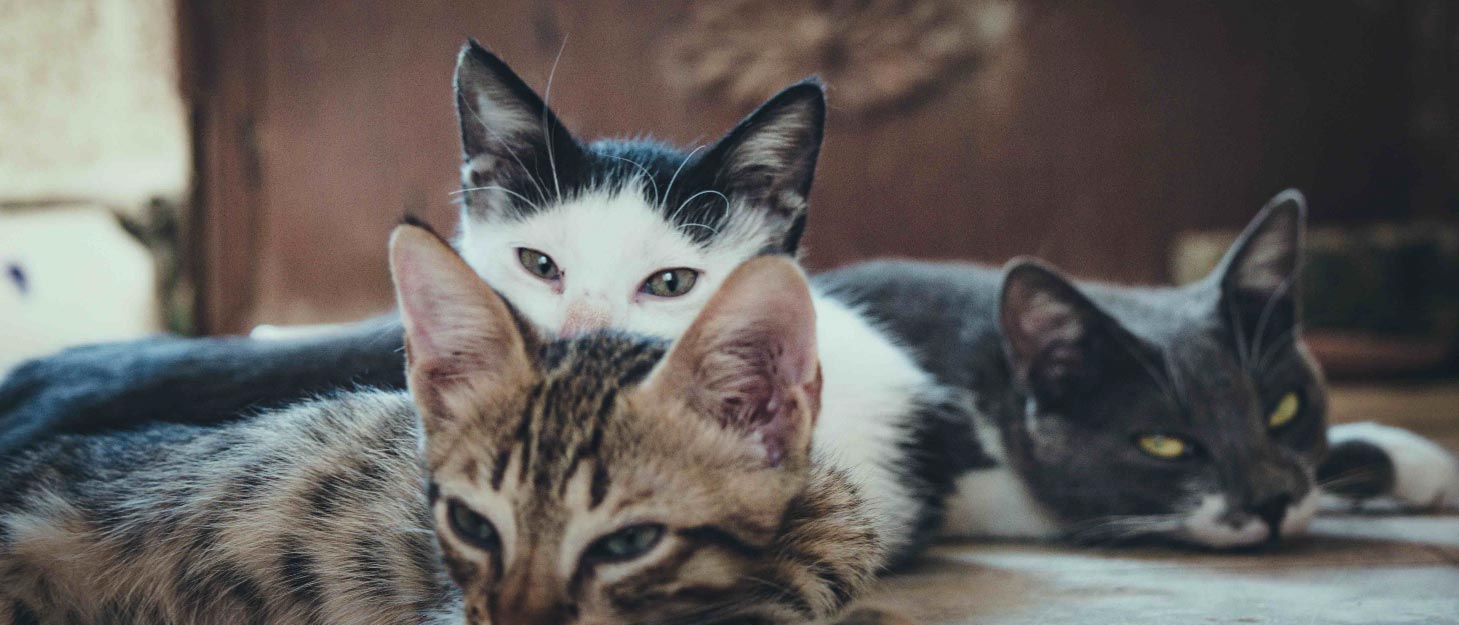 A small group of cats lying on the floor. 